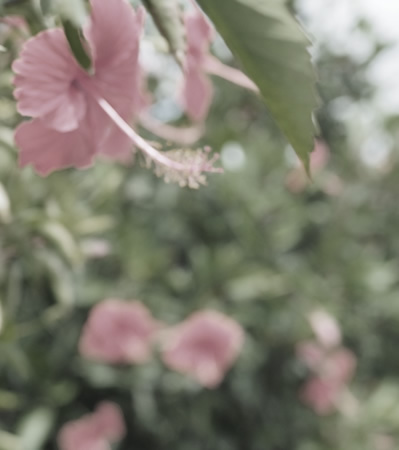 観光体験ダイビング