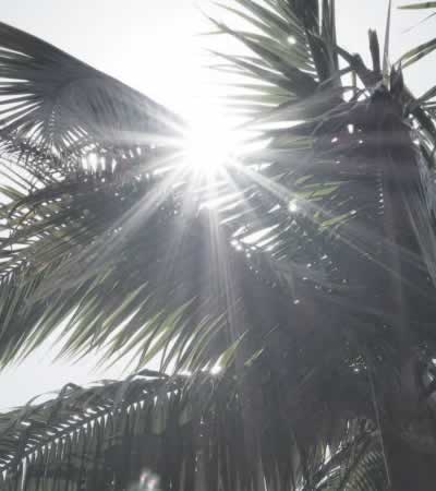 八重干瀬シュノーケル