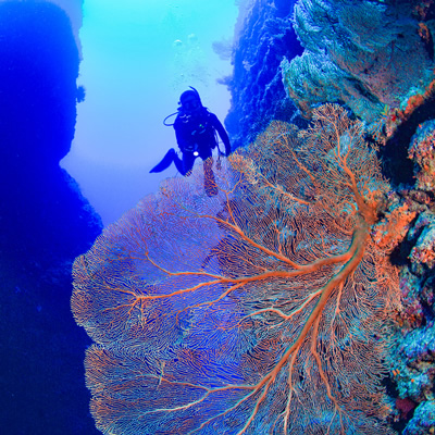 ダイビングスタイル