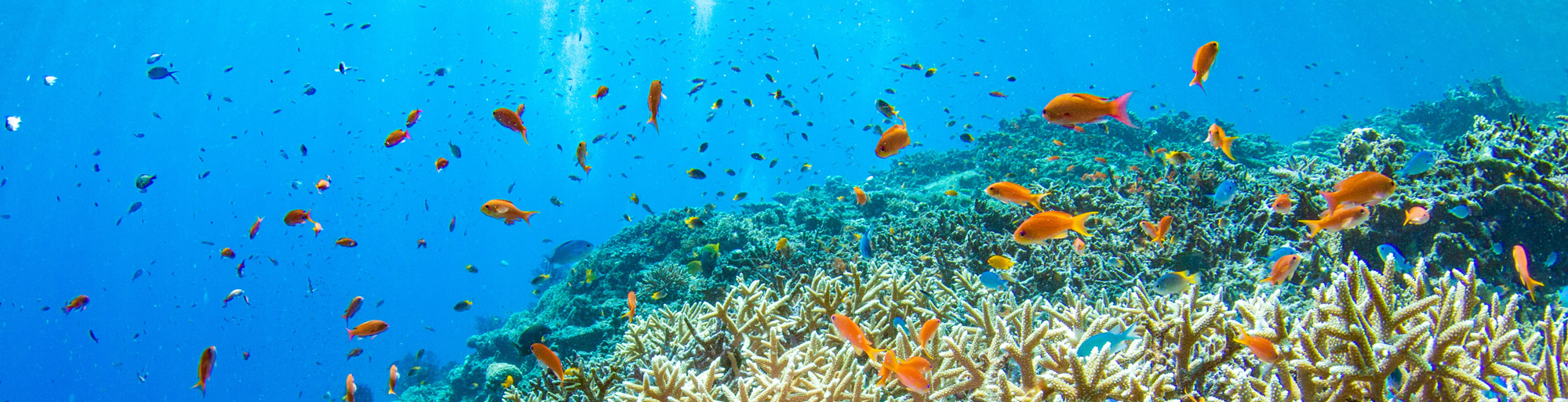 宮古島ダイビングショップステーションカンチ