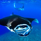 宮古島マンタが見れる