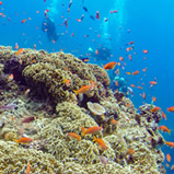 サンゴや魚がいっぱい