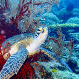 ウミガメが高確率で見れる