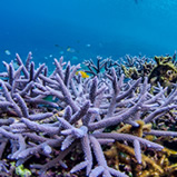 カラフルなサンゴ