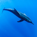 イルカが見れることも?!