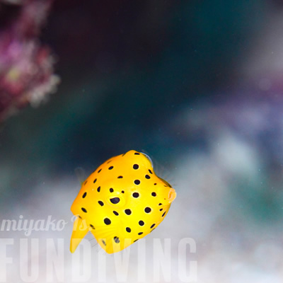 宮古島でファンダイビング