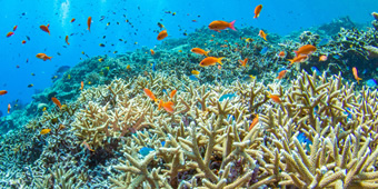 サンゴのポイントへ