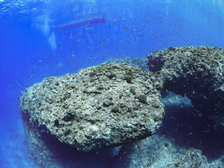 ハナダイアーチ