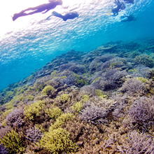 シュノーケルで見られる