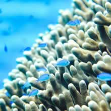 かんたんにできるシュノーケル