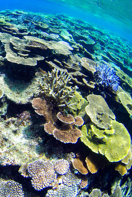 宮古島ダイビングショップ少人数制