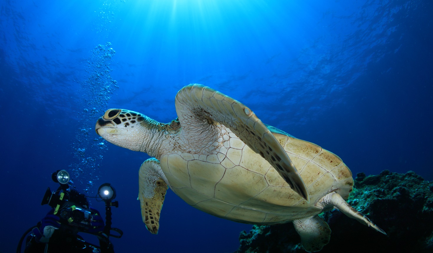 宮古島ファンダイビング