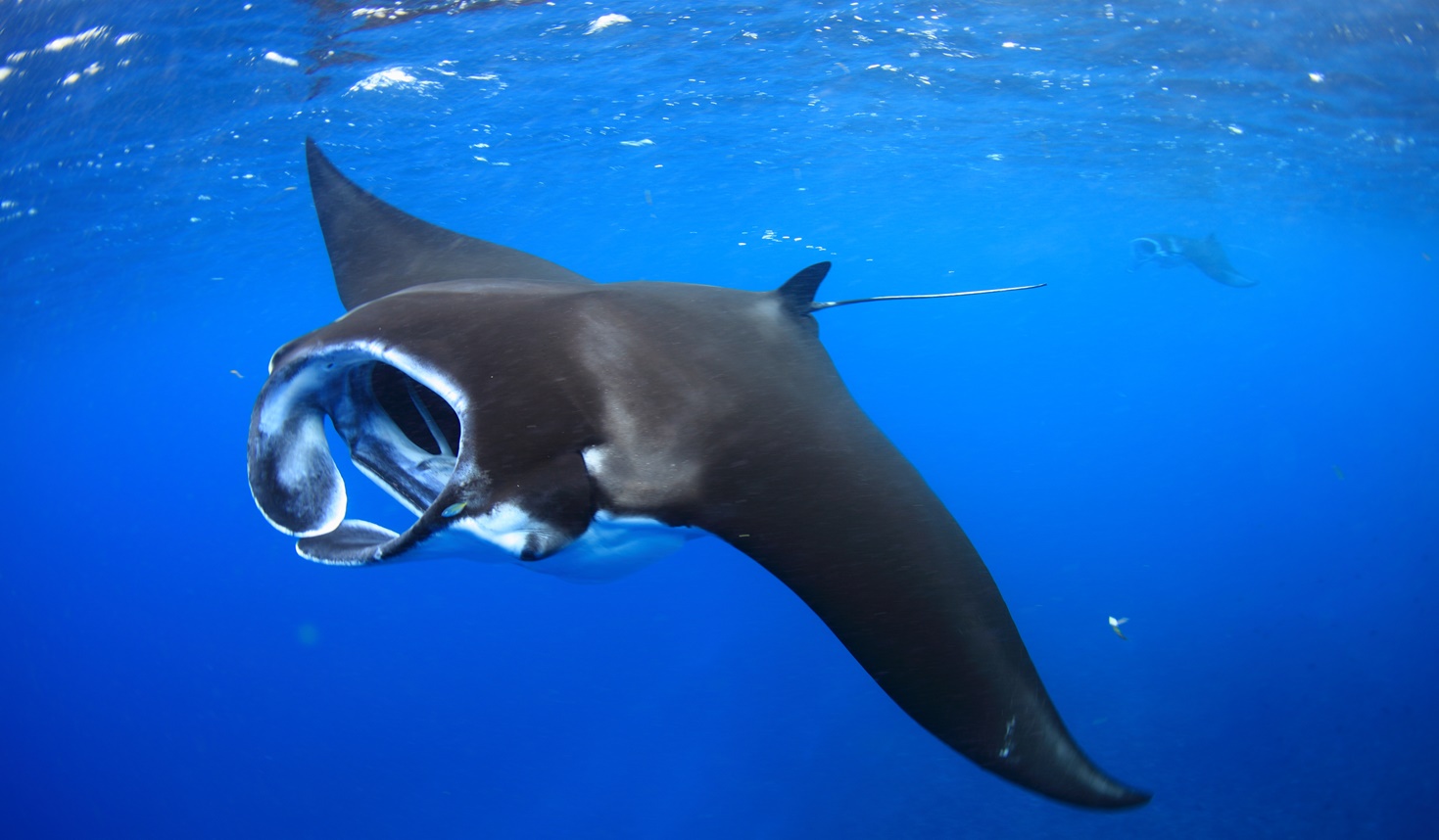 宮古島体験ダイビング