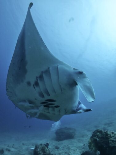 12月の宮古島でのダイビングのまとめと2026年の展望