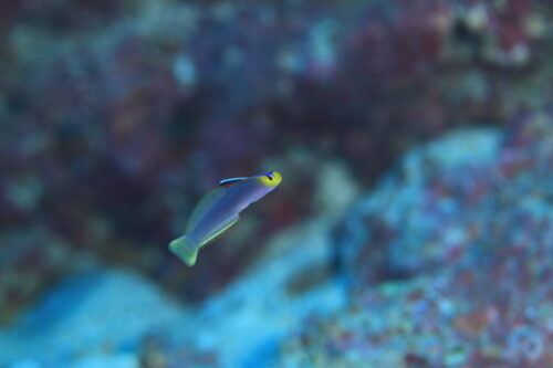 11月の宮古島でのダイビングのまとめと12月の展望